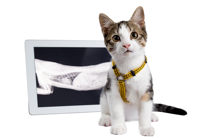 РЕНТГЕНОГРАФІЯ