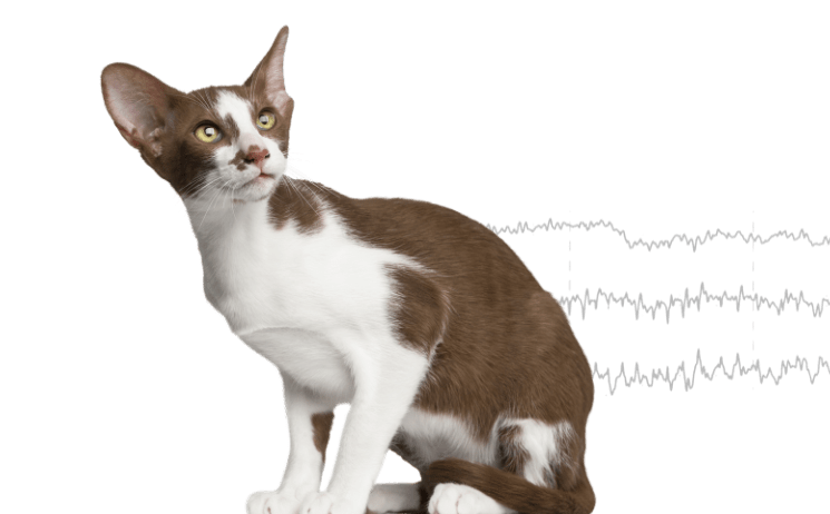 ЕЛЕКТРОЕНЦЕФАЛОГРАМА