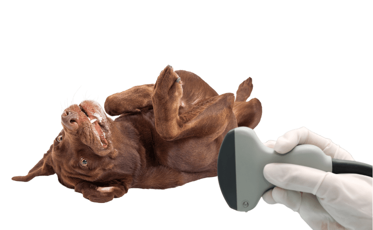 УЗД ТА ЕХО СЕРЦЯ